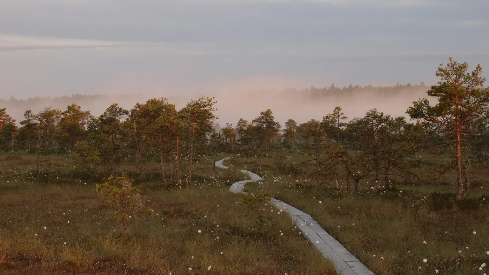 A wooden boardwalk path through a misty raised bog