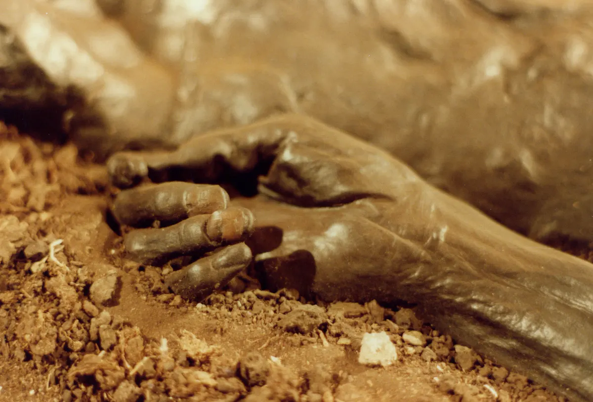 The preserved hand of Grauballe Man — fingerprints still readable after 2,300 years in peat
