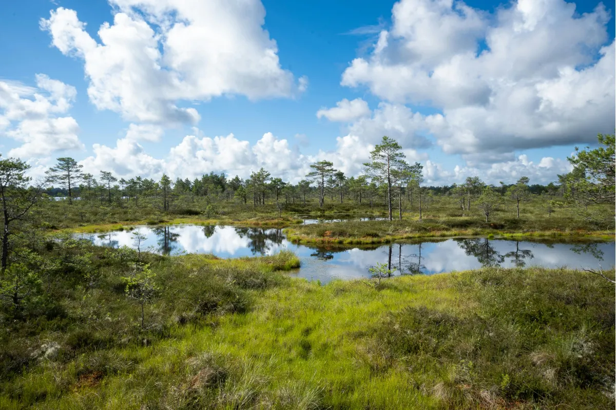 Rewetted peatland landscape